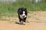 BORDER COLLIE 564